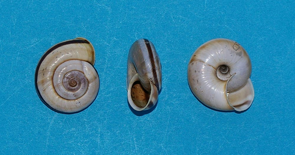 Chilostoma cinglatum bizona (Rossmssler, 1842)